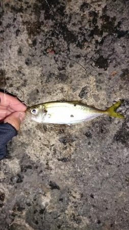 ジグサビキ釣果