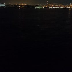 タチウオ渋いし小さい