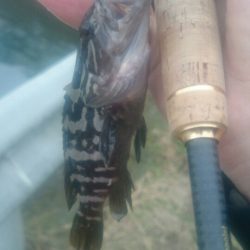 日中のマイクロゲーム