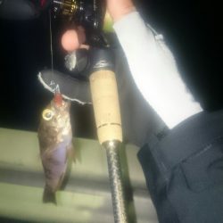 そろそろメバルシーズン