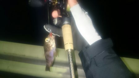 そろそろメバルシーズン