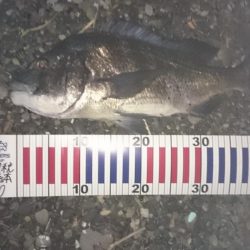 アオリイカ狙いで行ったのに何故か？