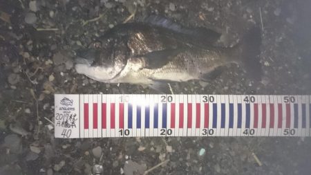 アオリイカ狙いで行ったのに何故か？