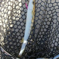 teamゲッソー調査隊