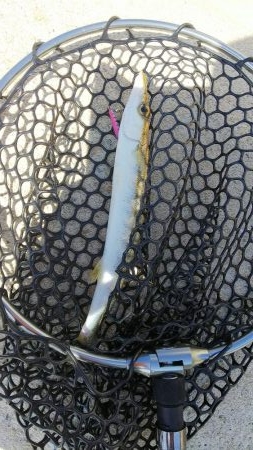 teamゲッソー調査隊