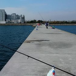 東二見白灯台波止へ落ちギス調査