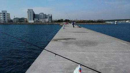 東二見白灯台波止へ落ちギス調査