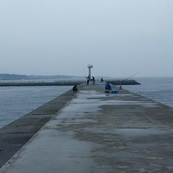 東二見白灯台波止へ落ちギス調査