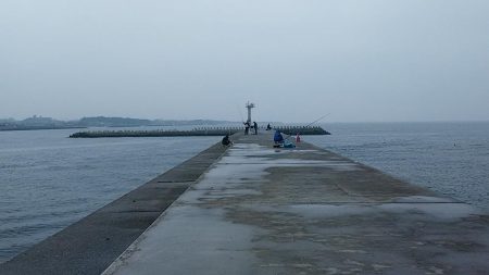 東二見白灯台波止へ落ちギス調査