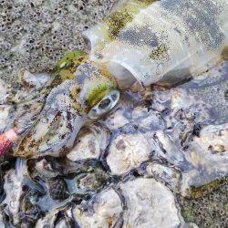 teamゲッソー調査隊