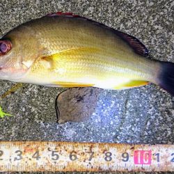 湾内で初夜釣り