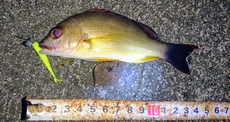 湾内で初夜釣り