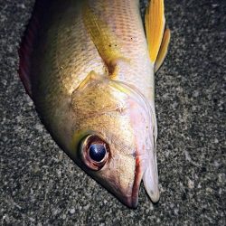 夕マズメ、港奥で３種ヒットしました。