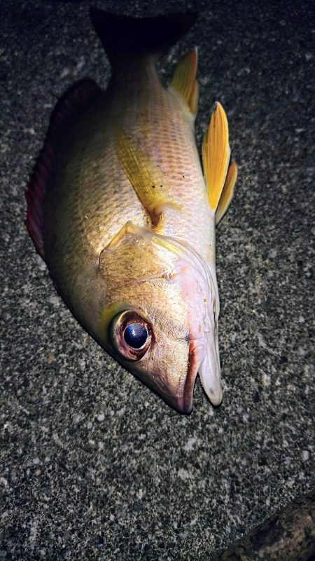 夕マズメ、港奥で３種ヒットしました。