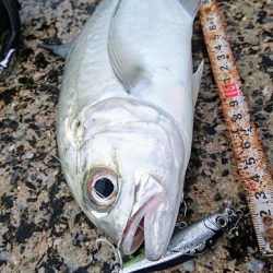 朝練、ターポンに嫌われガーラ狙い