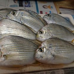 ヘダイならいます