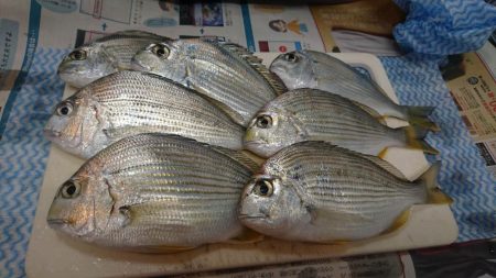 ヘダイならいます