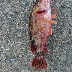 アジング&メバリング