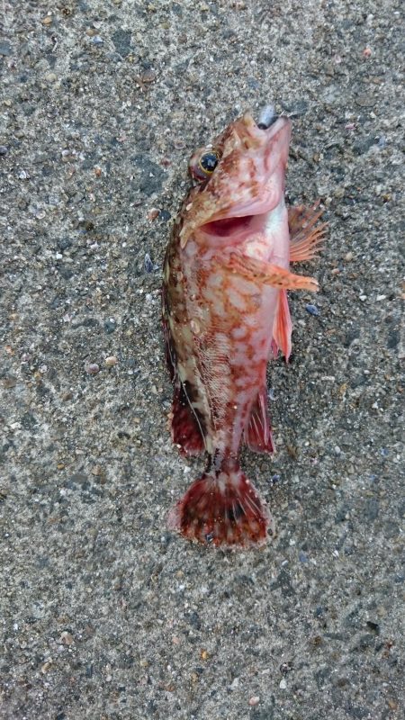 アジング&メバリング