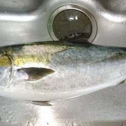 EEBISUでブリラッシュ