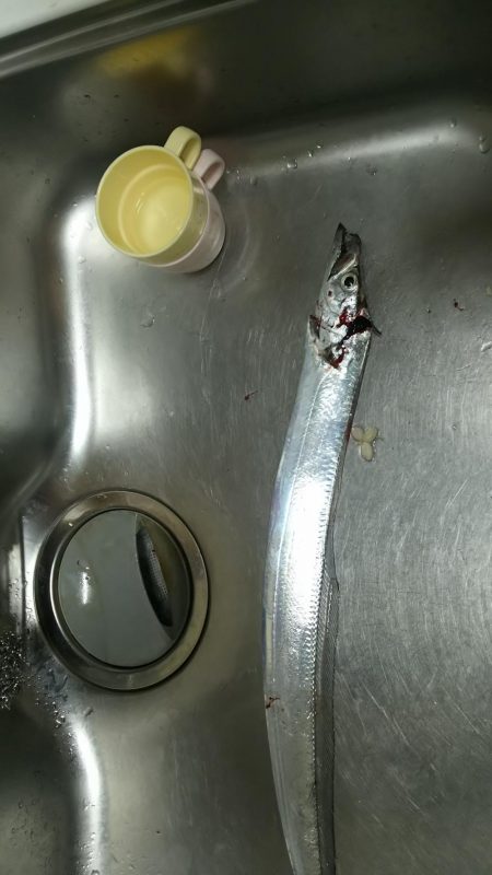 今日もタチウオ