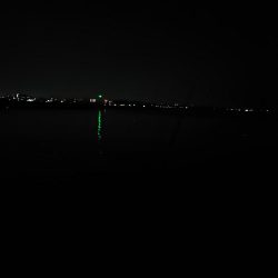 今日もタチウオ