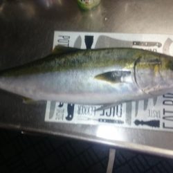 ついにメジロ‼