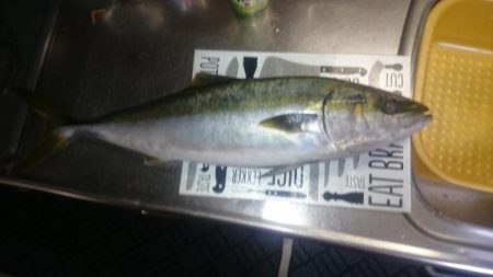 ついにメジロ‼