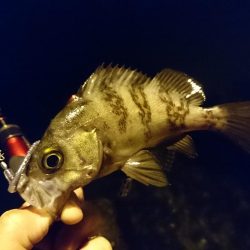 ナイトライトゲーム