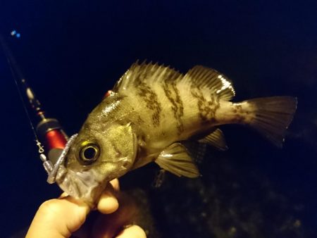 ナイトライトゲーム