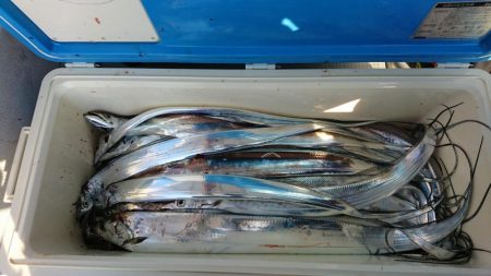 松山 オフショアタチウオ大爆釣！