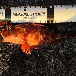 イカ不発も根魚祭り