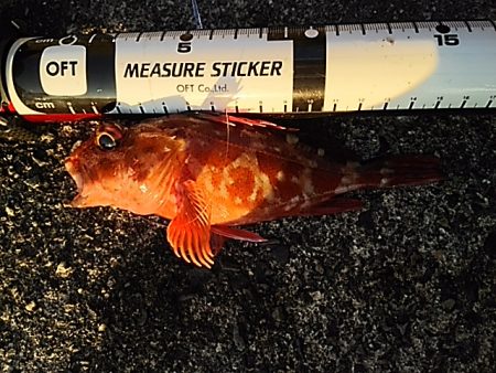 イカ不発も根魚祭り