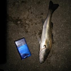 チーバス大漁！