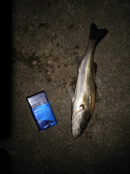 チーバス大漁！