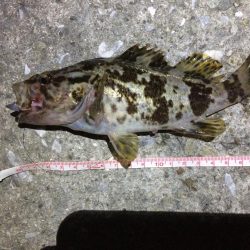 ロックフィッシュ