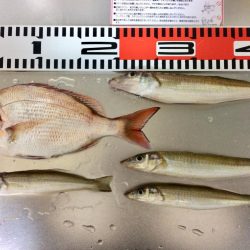 連日の釣行 頑張りました