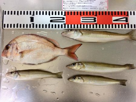 連日の釣行 頑張りました