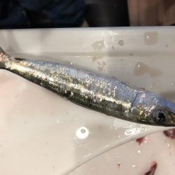 イワシが食べたくて