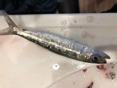 イワシが食べたくて