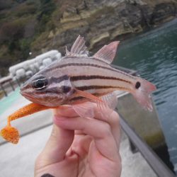 オオモンハタ遠征