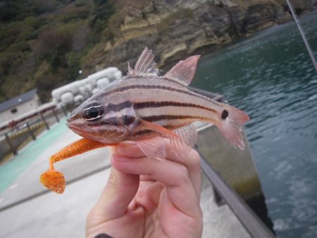 オオモンハタ遠征