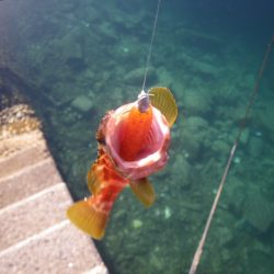 オオモンハタ遠征2