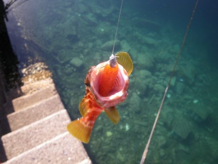 オオモンハタ遠征2