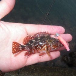 オオモンハタ遠征3