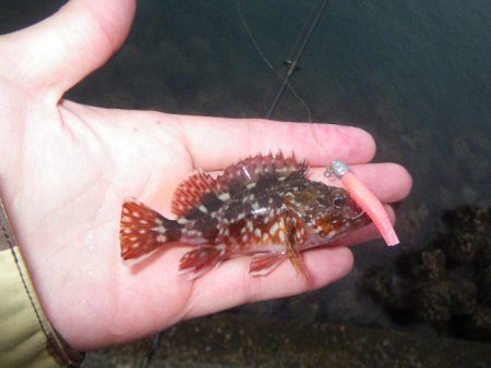 オオモンハタ遠征3