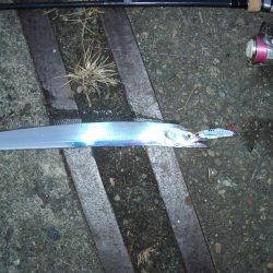 ｻｰﾍﾞﾘﾝｸﾞ