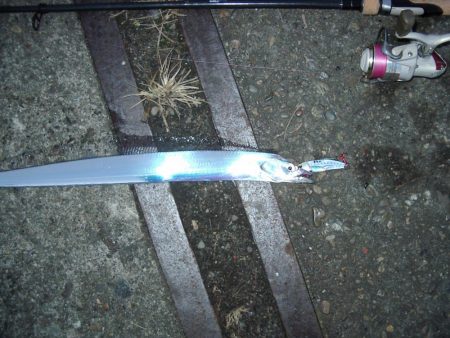 ｻｰﾍﾞﾘﾝｸﾞ