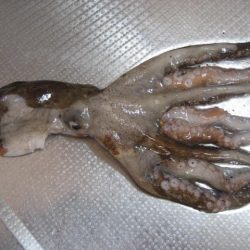 指4本　サイズ上がらず・・・