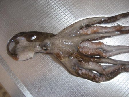 指4本　サイズ上がらず・・・